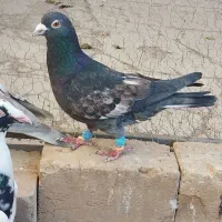 کفتر پرنده|پرنده|قزوین, |دیوار