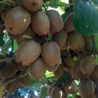 کیوی هایوارد و کیوی زعفرانی