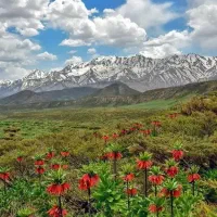 گیاهان دارویی اصل