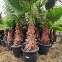 فروش پالم واشنگتن تنه یک متری|خدمات باغبانی و درختکاری|چابکسر, |دیوار