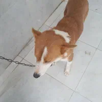 سگ هاسگی|سگ|تهران, میرداماد|دیوار