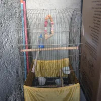 قفس پرنده