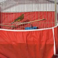 فروش قناری نر و یک جفت قناری باغی|پرنده|بوشهر, |دیوار