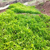نشا گوجه فرنگی