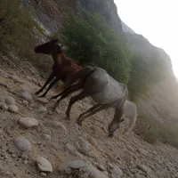 فروش مادیان