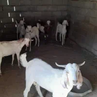 فروش کهره نر