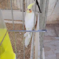 عروس هلندی زیر قیمت