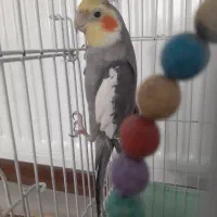 عروس هلندی گمشده