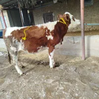 گاو|حیوانات مزرعه|میاندوآب, |دیوار