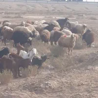 فروش بره چاق درجه یک گوشتی وزنده ونذری خونریزی|حیوانات مزرعه|بندر امام خمینی, |دیوار