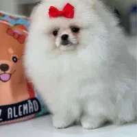 سگ پامر خرسی.پامرانین عروسکی بدون واسطه و دلال|سگ|شیراز, قصرالدشت|دیوار