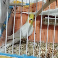 عروس هلندی آلبینو|پرنده|سیرجان, |دیوار