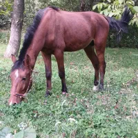 اسبه کرد|اسب و تجهیزات اسبسواری|شاهرود (اردبیل), |دیوار