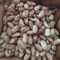 انواع حبوبات به قیمت مناسب