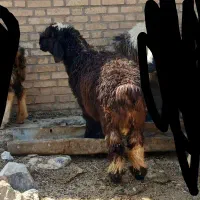 فروش بره چاق