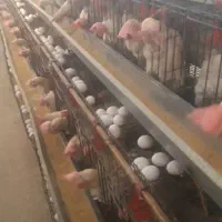 مرغ سفید تخمی تخم‌گذار چاق پردار جوان