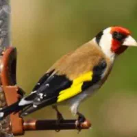 سهره(دهن آموزشی )