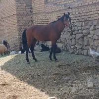 اسب نریون|اسب و تجهیزات اسب‌سواری|مشهد, شهرک شهید باهنر|دیوار