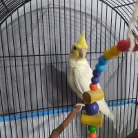 عروس هلندی|پرنده|حویق, |دیوار