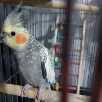 عروس هلندی نر