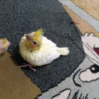 عروس لوتینو|پرنده|رباط‌کریم, رباط‌کریم|دیوار