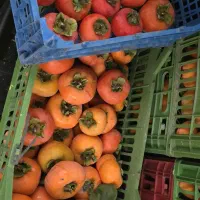 خرمالو ارگانیک