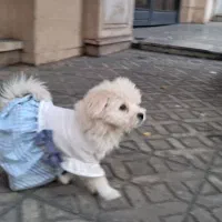 پودل|سگ|وحیدیه, |دیوار