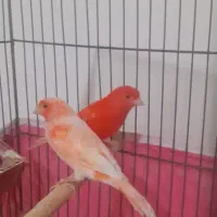 قناری .|پرنده|مبارکه, |دیوار