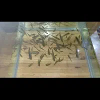 گوپی مولد|ماهی|اردبیل, |دیوار