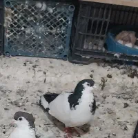 کبوتر جفتی و تک