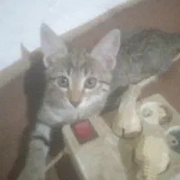 بچه گربه خانگی