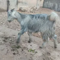 دوتا کهره ماده|حیوانات مزرعه|دلوار, |دیوار