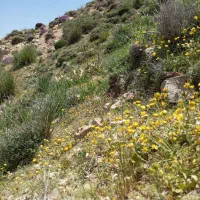 عسل صد درصد طبیعی به شرط|خوردنی و آشامیدنی|طبس, |دیوار