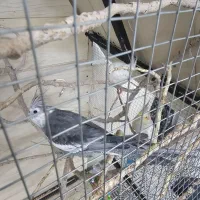 عروس با کلبه|پرنده|اردکان, |دیوار