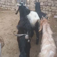 بزغاله نر|حیوانات مزرعه|قم, باجک یک|دیوار