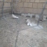 مایدم