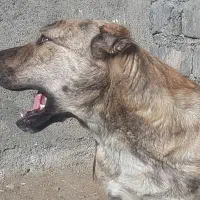 سگ گمشده|حیوانات|چناران, |دیوار