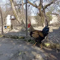 خروس محلی درشت