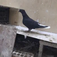 شیخ بحرینی ، اشعل|پرنده|بندر ماهشهر, |دیوار