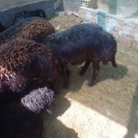 بره چاق