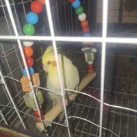 عروس هلندی مادا