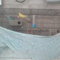 مرغ عشق هلندی درشت|پرنده|کرمانشاه, |دیوار
