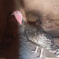 2عدد بوقلمون یکی ماده یکی نربفروش میرسد