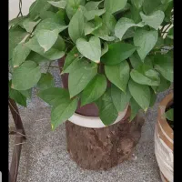 گیاه طبیعی|گل و گیاه طبیعی|تهران, نظام‌آباد|دیوار