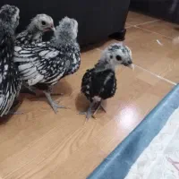 جوجه مینیاتوری