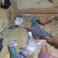 نر بازی تاختی