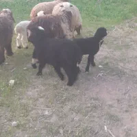 میش|حیوانات مزرعه|آبپخش, |دیوار