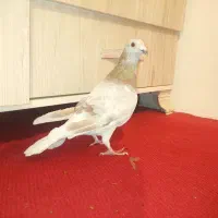 کبوتر پلاکی  مسافتی صحرای .قوره ای روشن|پرنده|سنندج, |دیوار