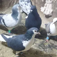 کبوتر پرش|پرنده|نیشابور, فرح بخش|دیوار