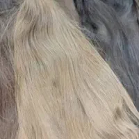 خریدار کلی مو بانوان